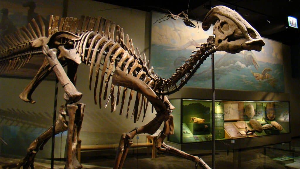Esqueleto de dinossauro Parasaurolophus pendurado em museu