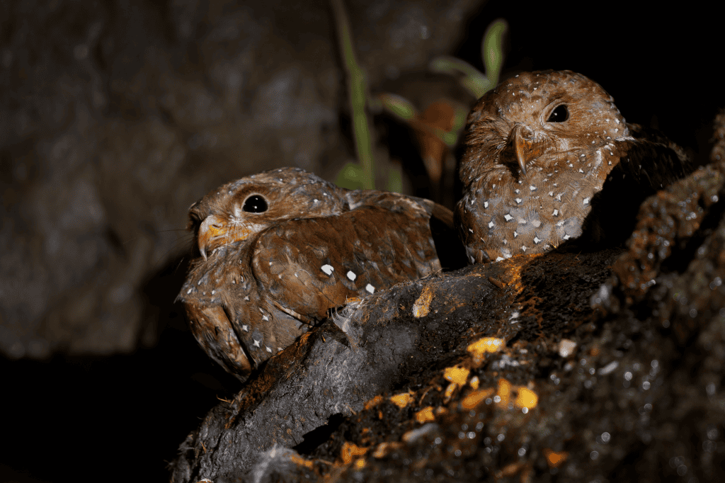 Aves guacharos