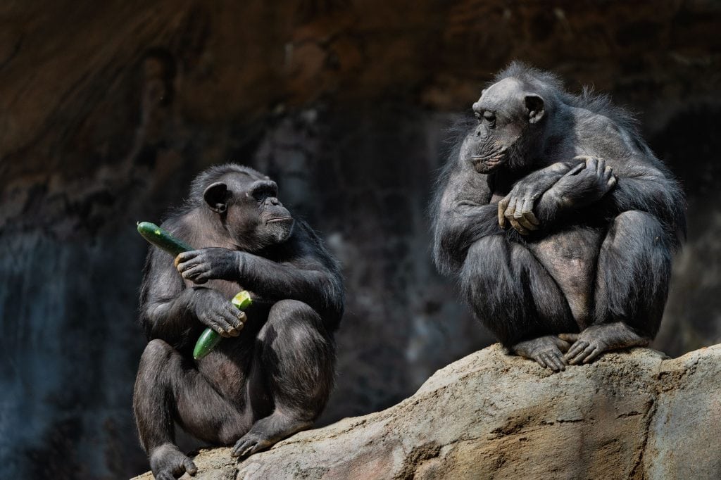 dois chimpanzés