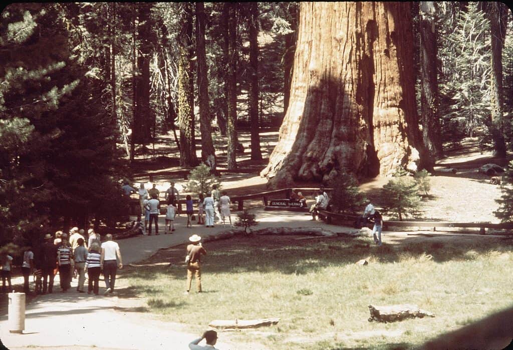 Uma multidão de visitantes caminha e observa a General Sherman, uma enorme árvore sequóia gigante no Parque Nacional de Sequoia. A base massiva da árvore domina a imagem, enquanto turistas tiram fotos e apreciam sua grandiosidade. Foto por Daniels, Gene, fotógrafo. Domínio público, via Wikimedia Commons.