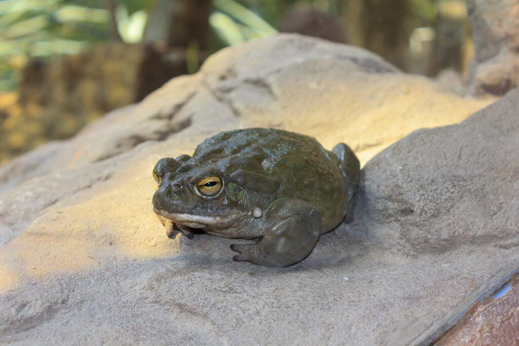 Sapo-do-rio-Colorado (Incilius alvarius) com pele esverdeada e glândulas parotoides visíveis, descansando sobre uma rocha. Perituss, CC0, via Wikimedia Commons