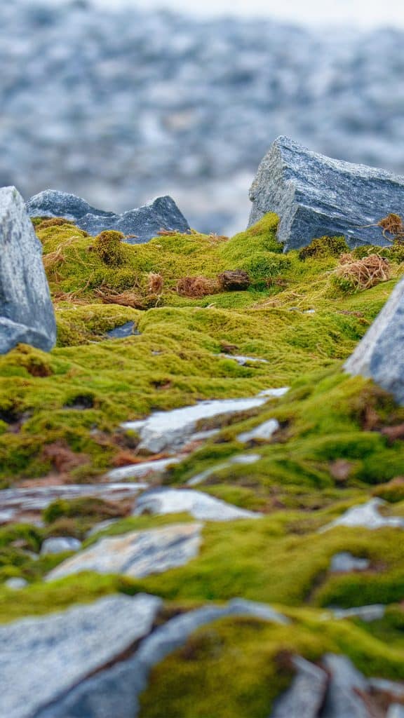 Paisagem na Antártida com vegetação verde