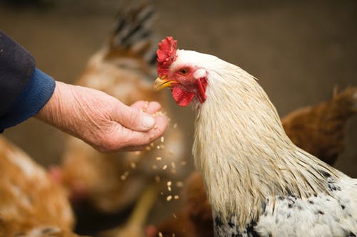 Rússia detecta primeiro caso de gripe aviária H5N8 em humanos