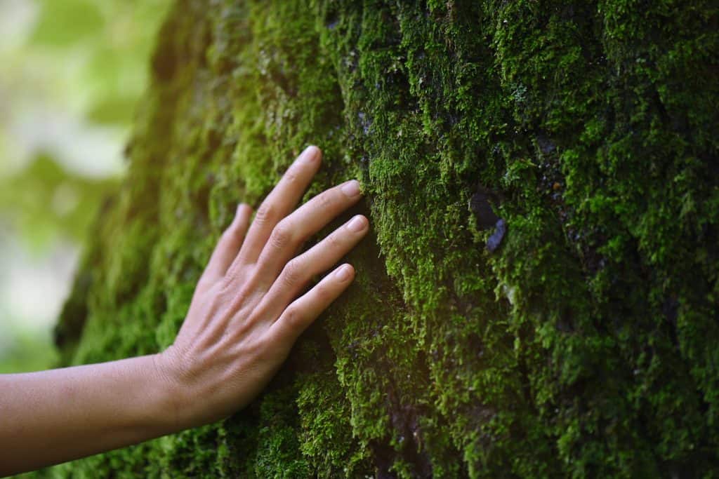 Tronco de árvore em floresta