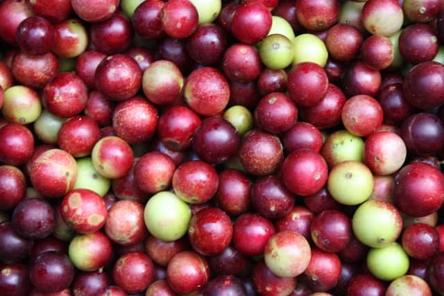 imagem mostra várias frutas camu-camu empilhadas