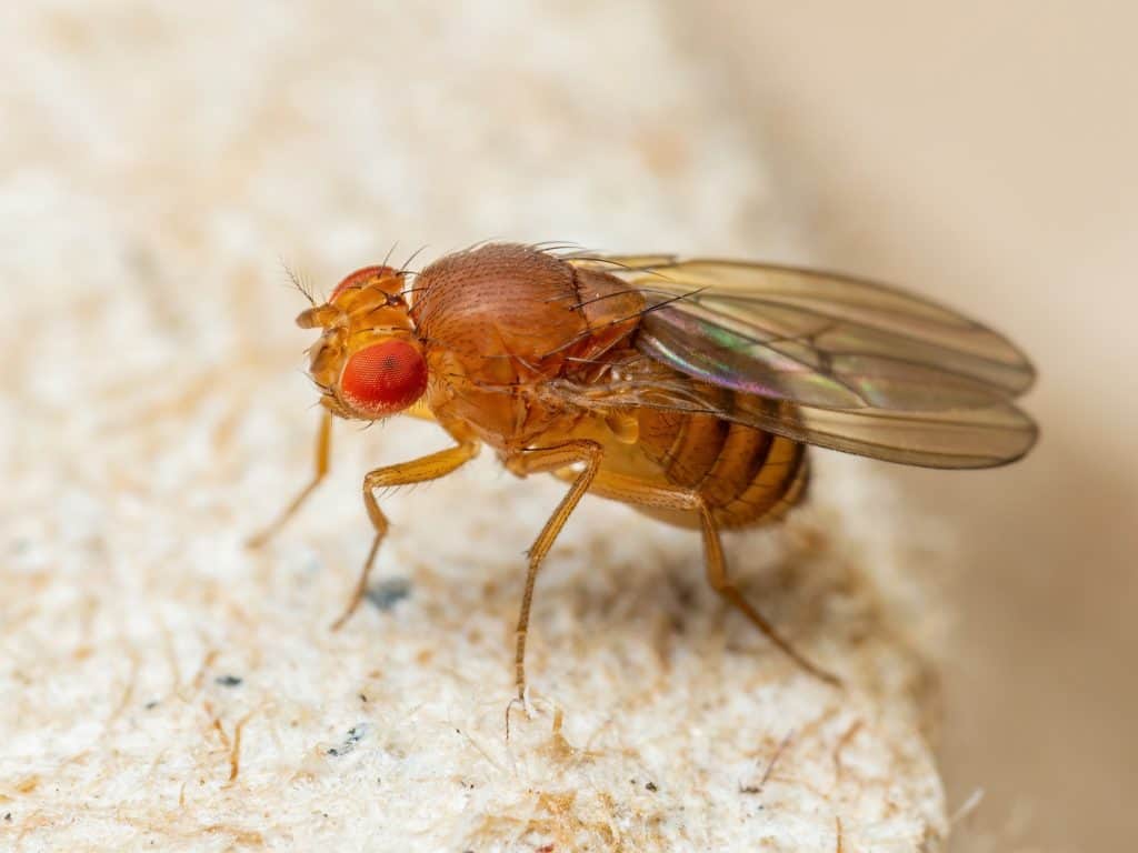 mosca das frutas