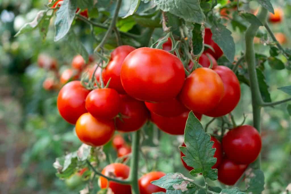 Criação de tomate em estufa