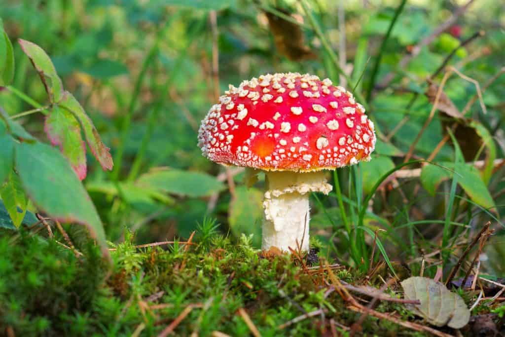 Amanita muscaria