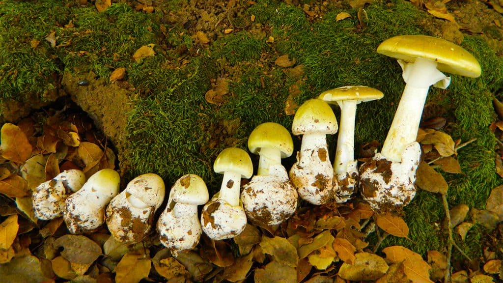Cogumelos da espécie Amanita phalloides
