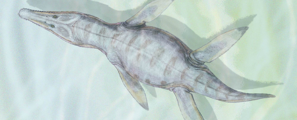 Monquirasaurus boyacensis, réptil marinho que habitava a Formação Baja há milhões de anos (Imagem: Dmitry Bogdanov/Wikimedia Commons)