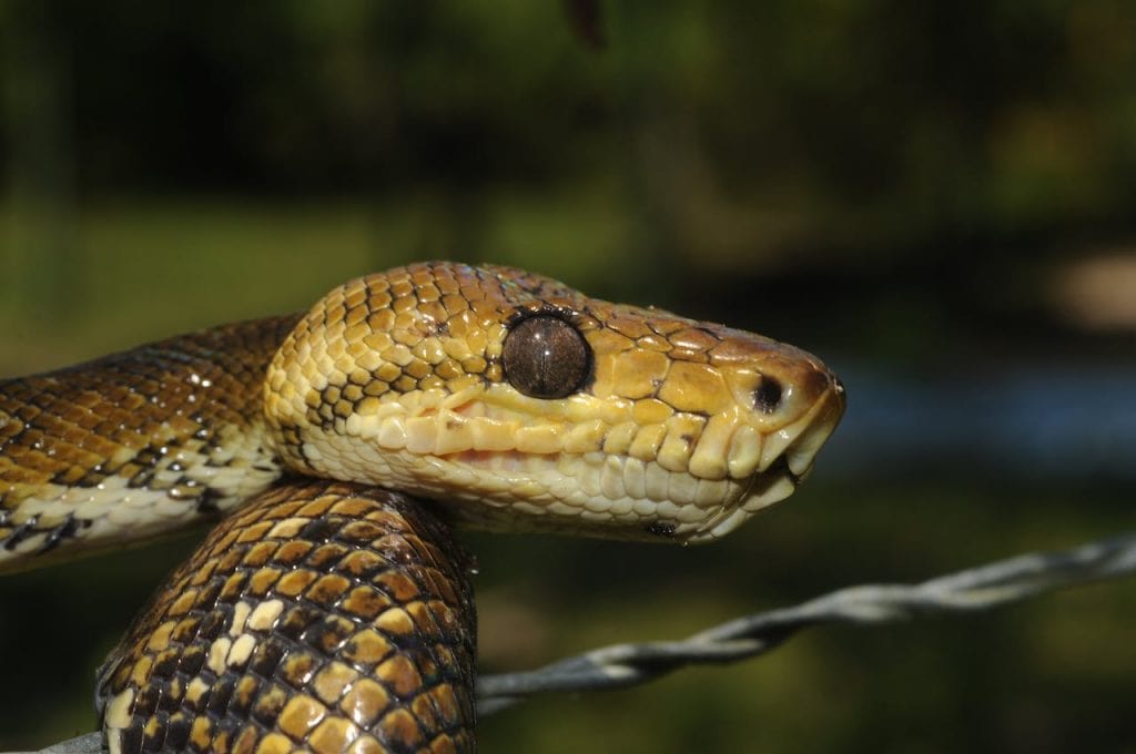 serpente