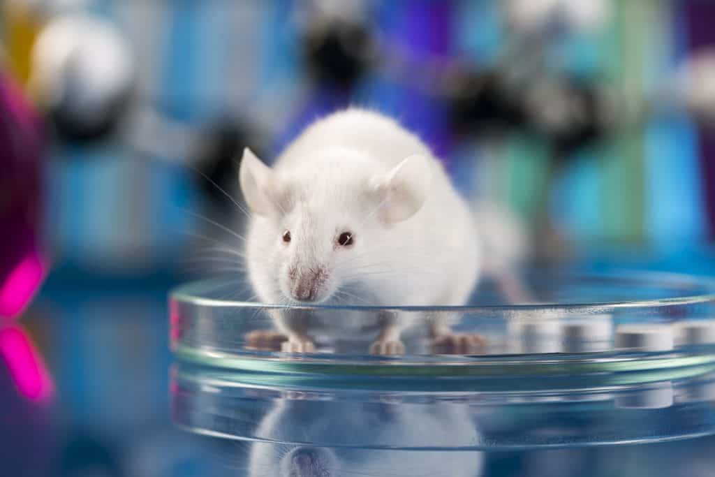 Rato de laboratório