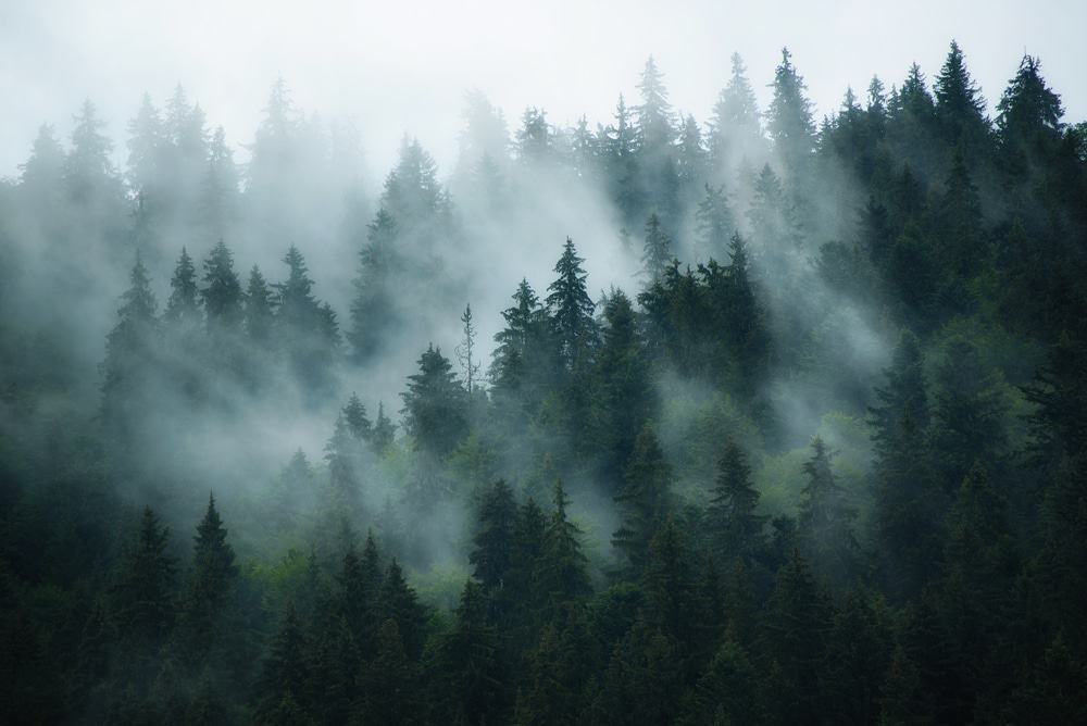 Pasagem com floresta enevoada ao fundo