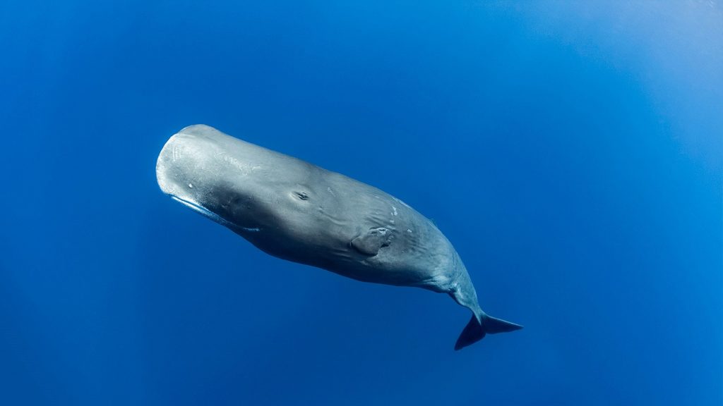 Cachalote na costa de Dominica (Crédito: Animalgraphy/ Shutterstock)