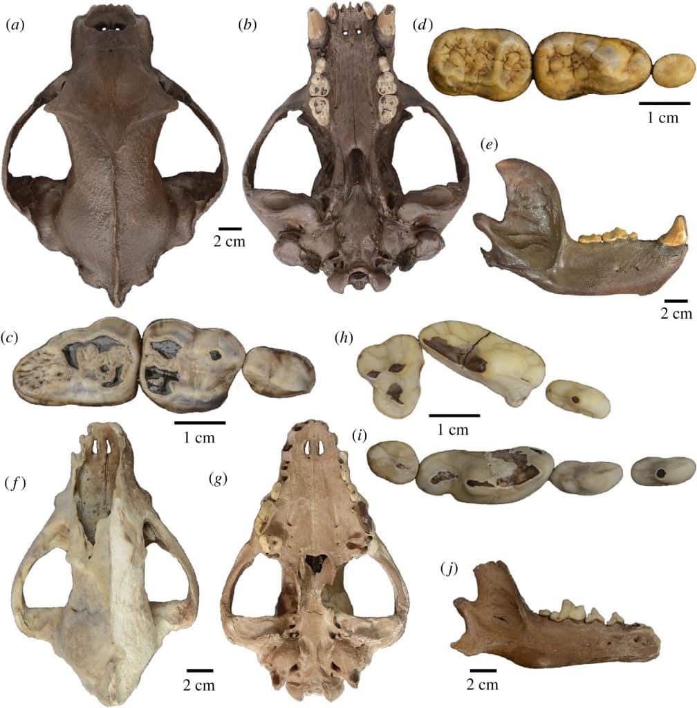 Fósseis encontrados em caverna no México