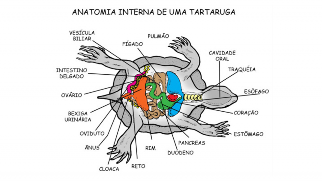 Anatomia interna de uma tartaruga