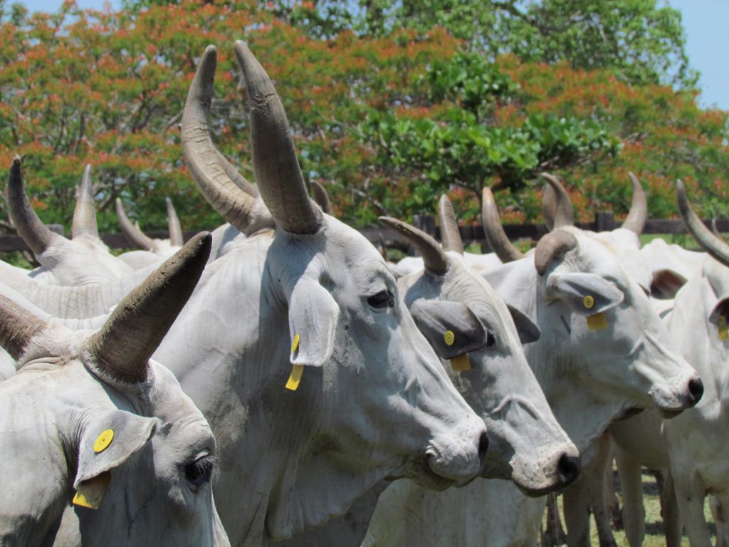 Vacas e bois em um pasto
