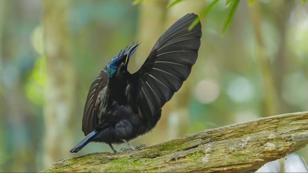 riflebird-de-vitória? um pássaro levantando suas asas para criar um charme para a fêma