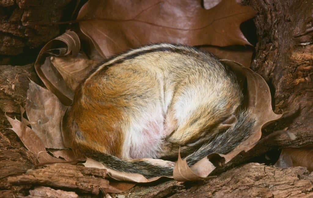 Esquilo Oriental hibernando (Tamias striatus)