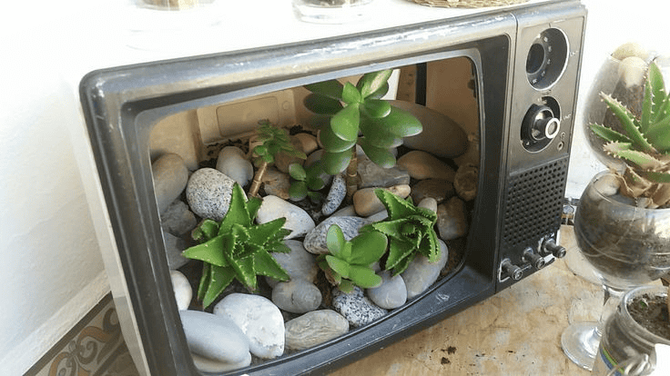 televisão antiga transformada em terrário