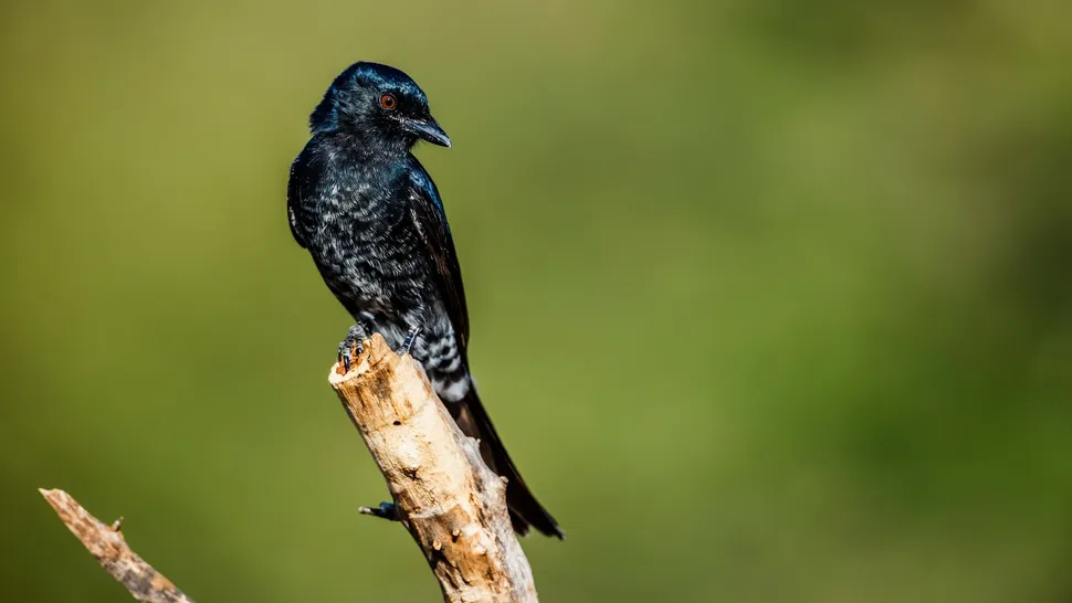 O drongo de cauda bifurcada