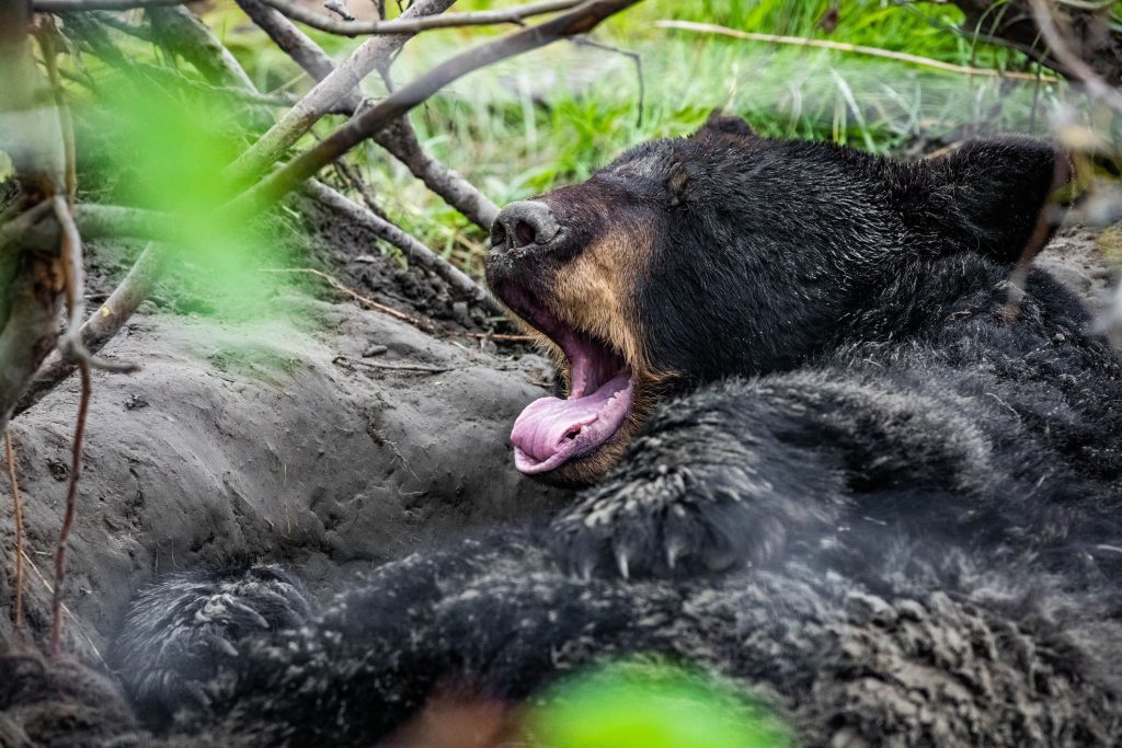 Urso negro se preparando para hibernar