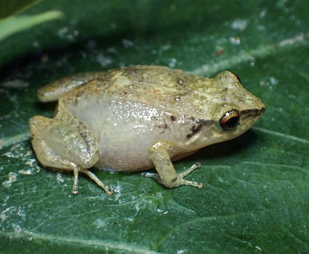 Perereca-assobiadora, cujo nome científico é Eleutherodactylus johnstonei