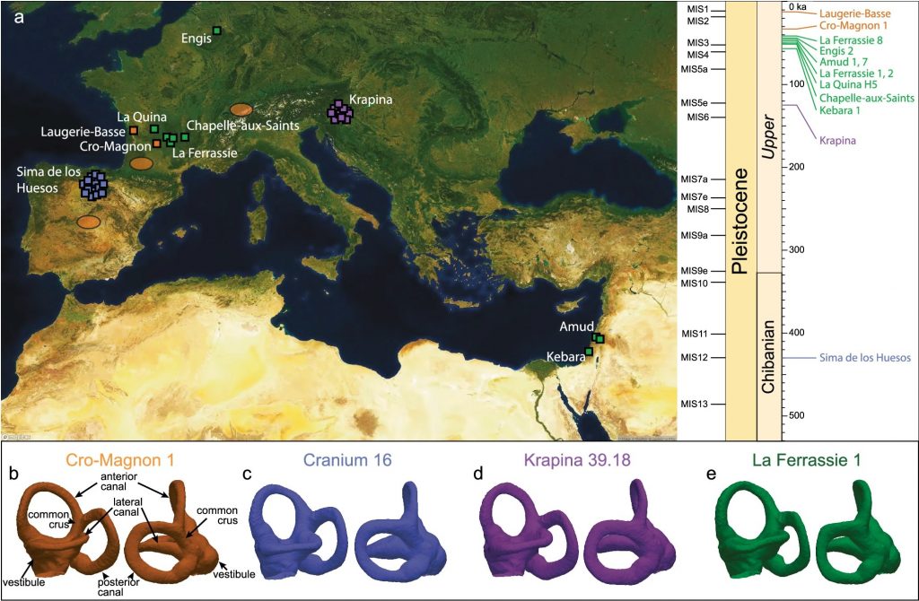 O estudo usa a estrutura do ouvido interno para entender como a diversidade dos neandertais variou ao longo do tempo. A análise sugere que os neandertais tardios tinham menos diversidade genética e morfológica, indicando um possível colapso populacional antes de sua extinção.