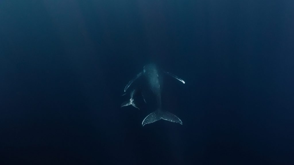 Baleia nadando ao lado do seu filhote no oceano