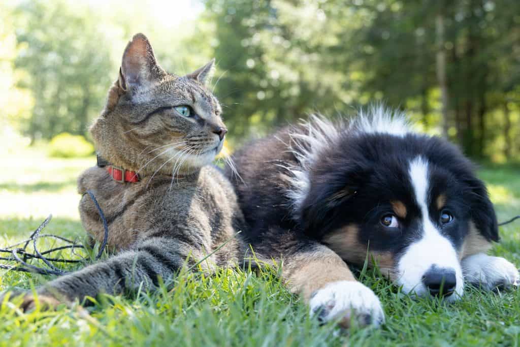gato e cachorro em um jardim