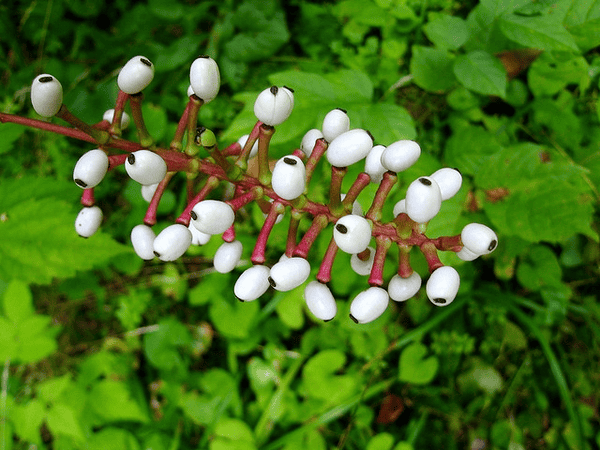 Erva-de-São-Cristóvão (Actae pachypoda)