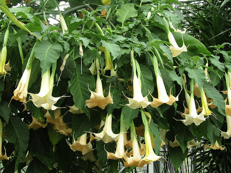 Trombeta-de-anjo (Brugmansia suaveolens