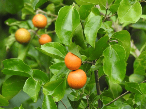 Fava-de-santo-Inácio (Strychnos nux-vomica)