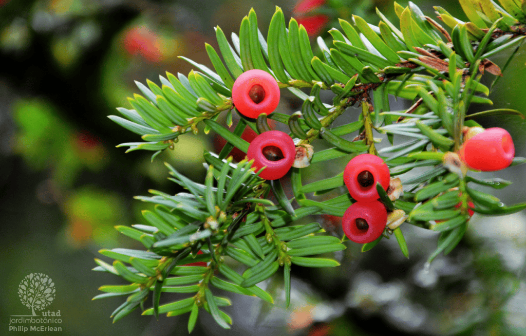Teixo (Taxus baccata)