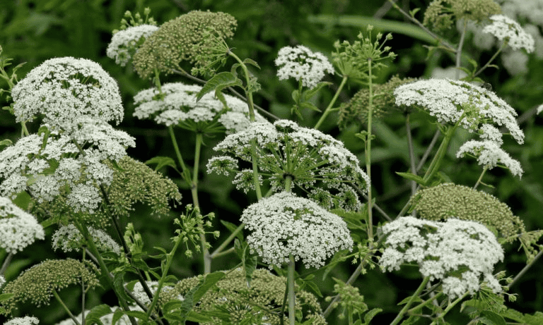 Water hemlock (Cicuta) (Imagem: Mary Keim)