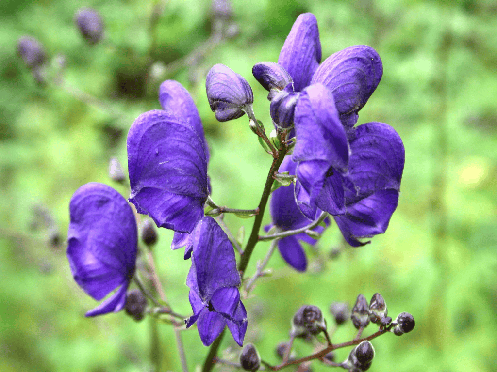 Acônito (Aconitum napellus)