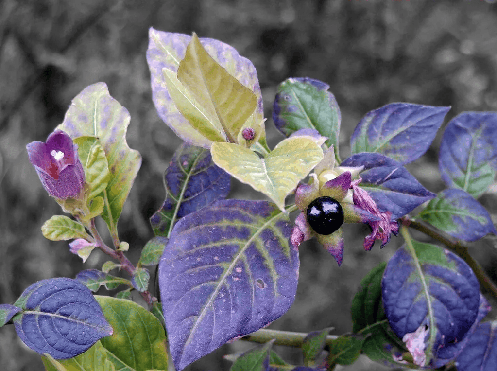 Beladona (Atropa belladonna)