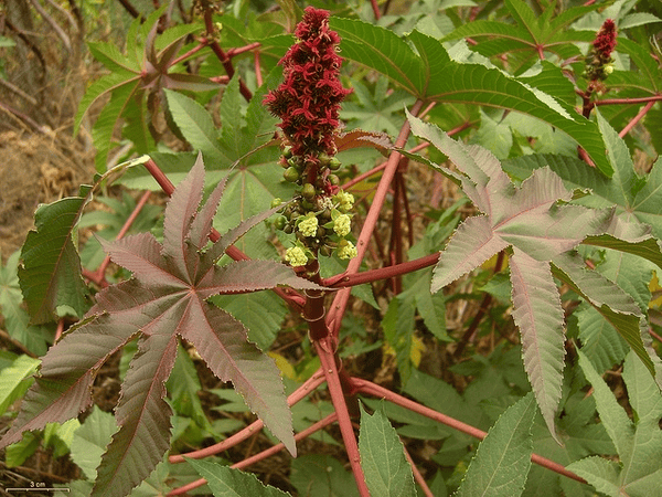 Mamona (Ricinus communis)