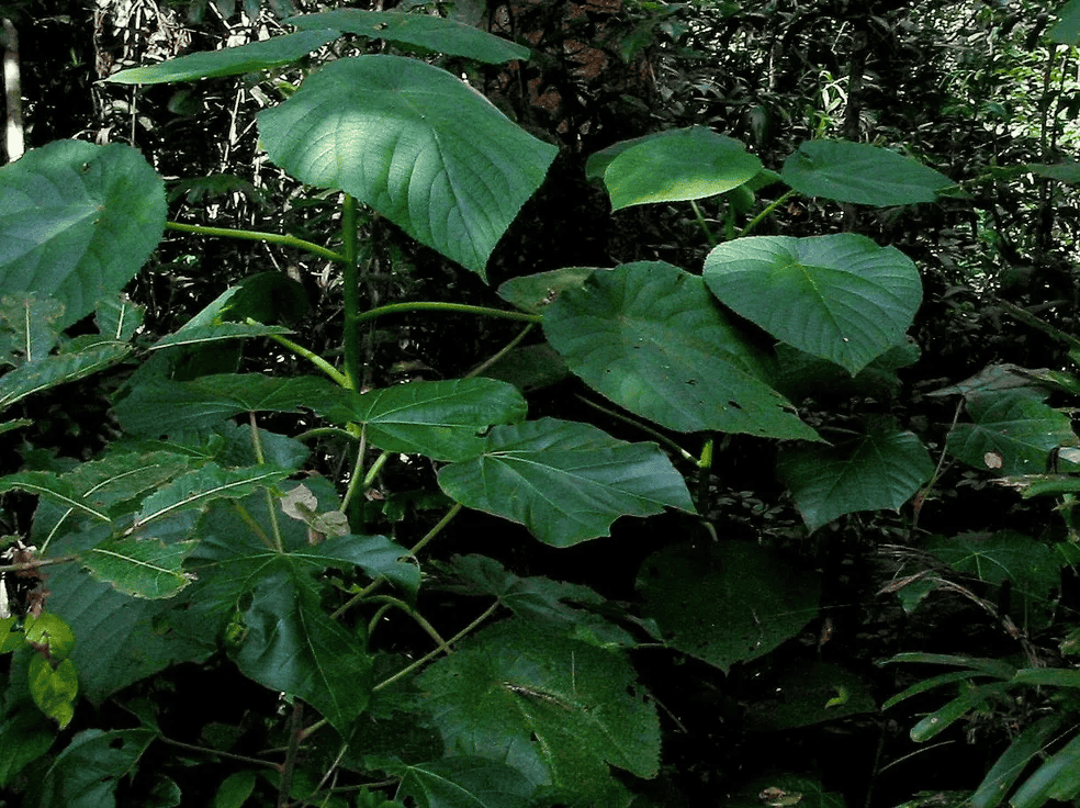 Gympie-gympie (Moroides dendrocnide)