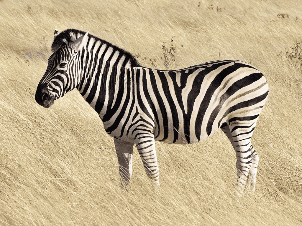 Zebra parada na savana, observando o ambiente