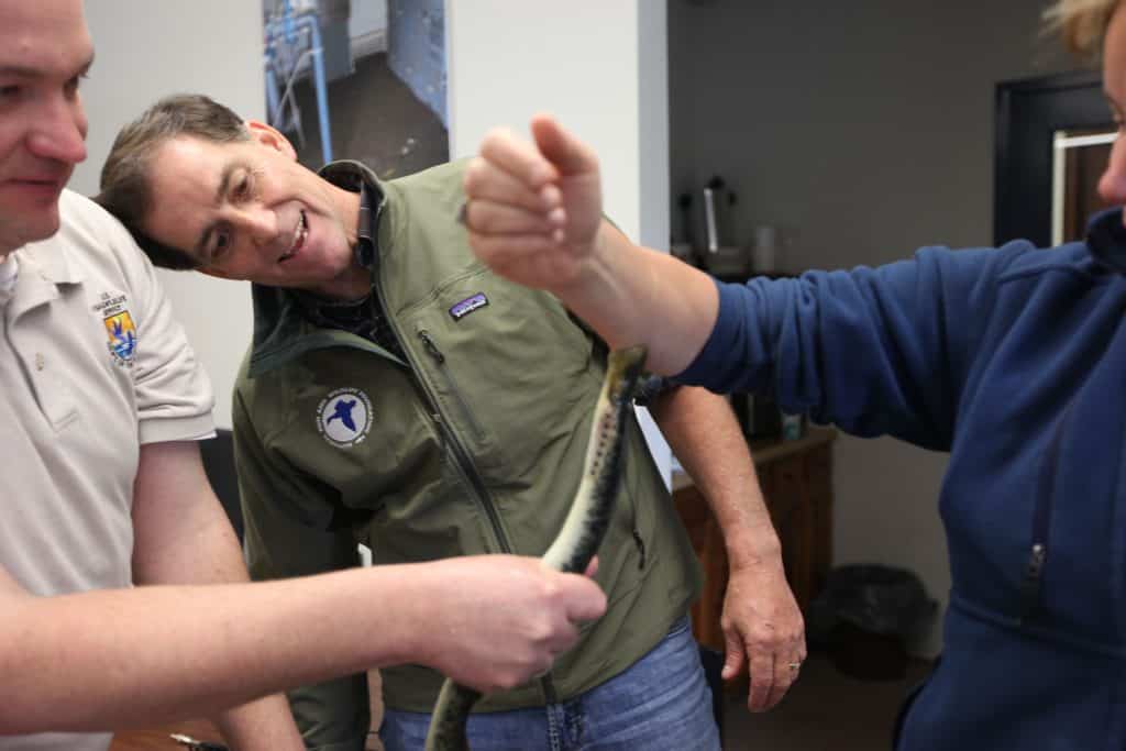imagem de uma lampreia marinha presa ao braço de uma pessoa enquanto outras observam de perto. O animal tem corpo alongado e boca circular cheia de pequenos dentes. Cena ocorre em ambiente interno.
Crédito: U.S. Fish and Wildlife Service - Northeast Region, Public domain, via Wikimedia Commons.