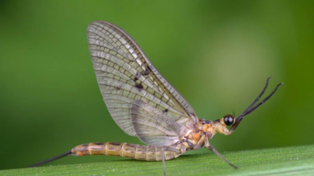 libelula