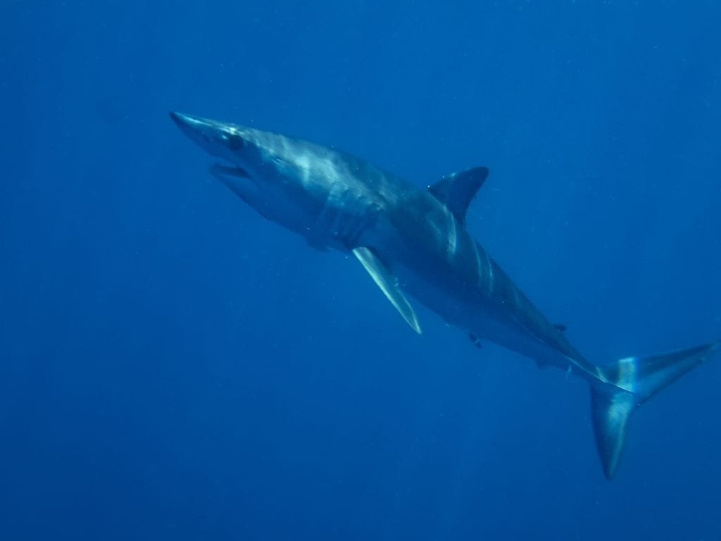 mako shark