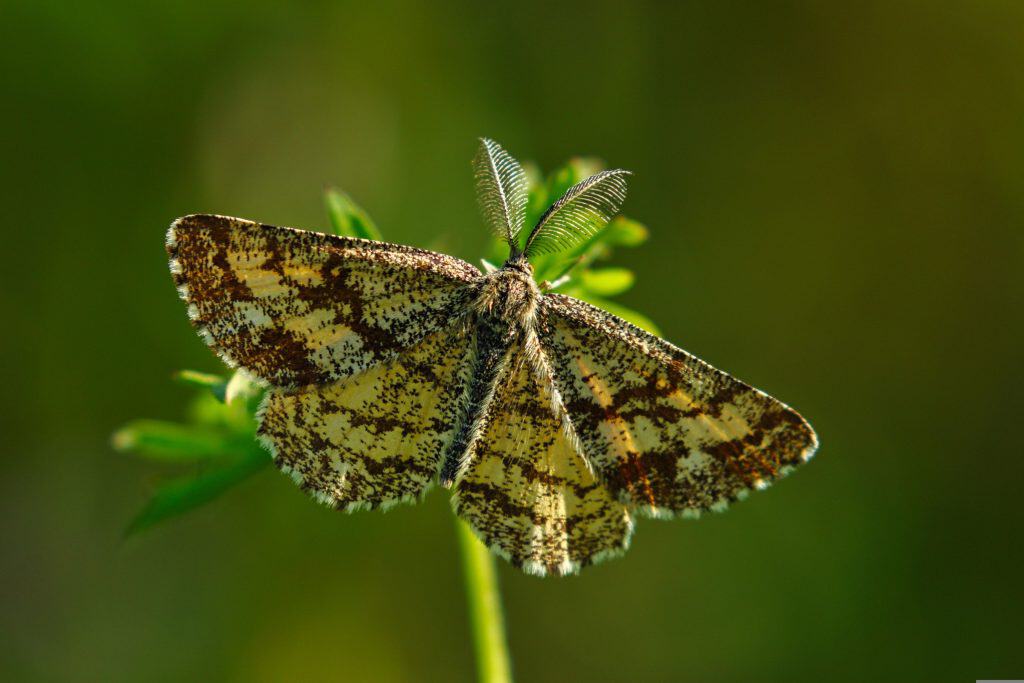 Imagem mostra mariposa em uma planta