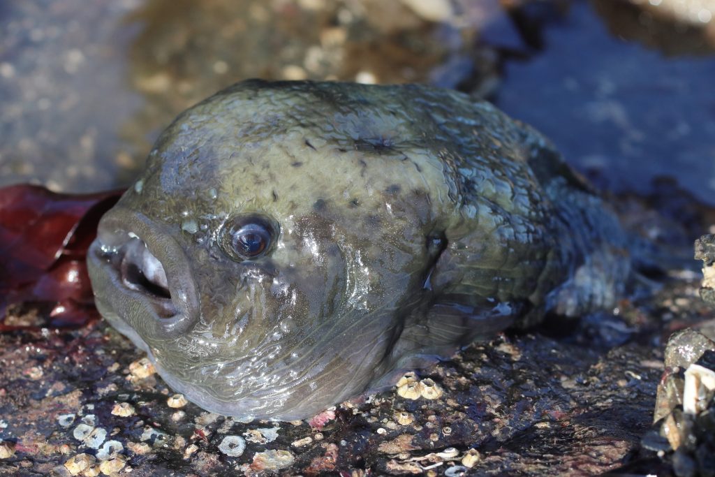 Peixe-lapa liso