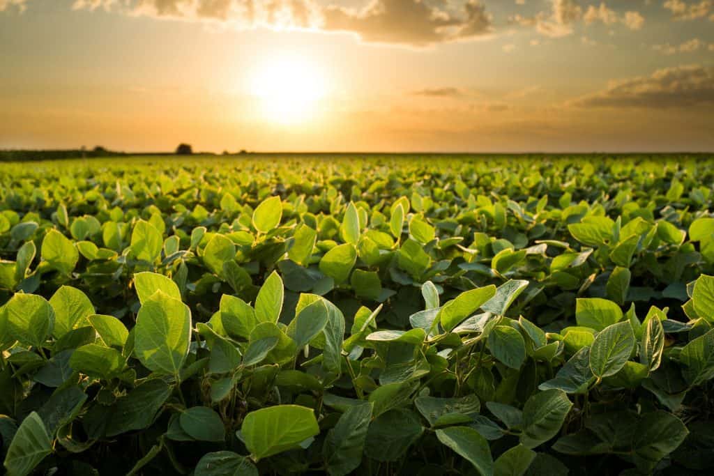 Vista de uma plantação de soja, pesquisa sobre as plantas que choram afastam mariposas pode ajudar na agricultura