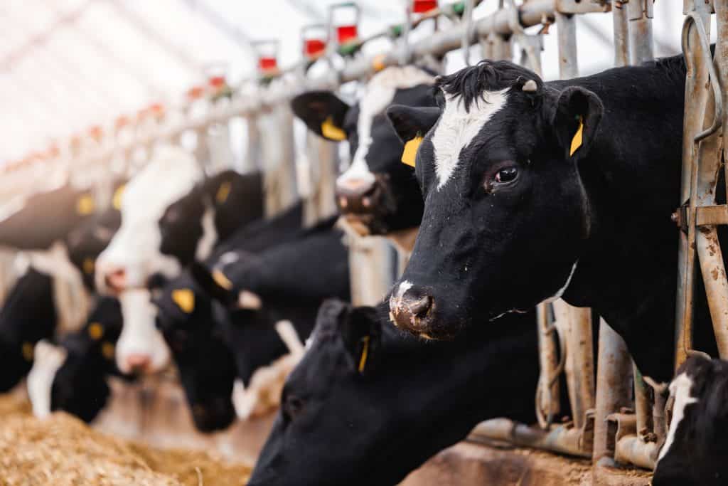 Vacas em um estábulo