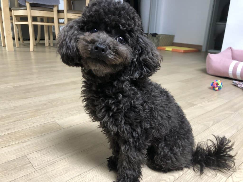 Cachorro poodle de pelo preto sentado no chão de uma sala