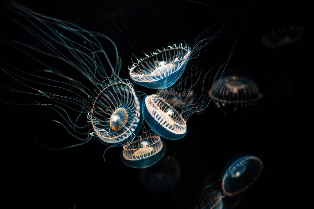 Aequorea victoria
