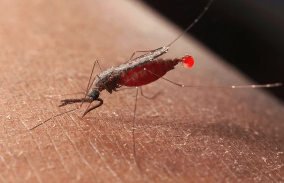 mosquito se alimentando de sangue humano